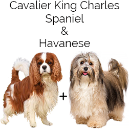 Cavanese Dog